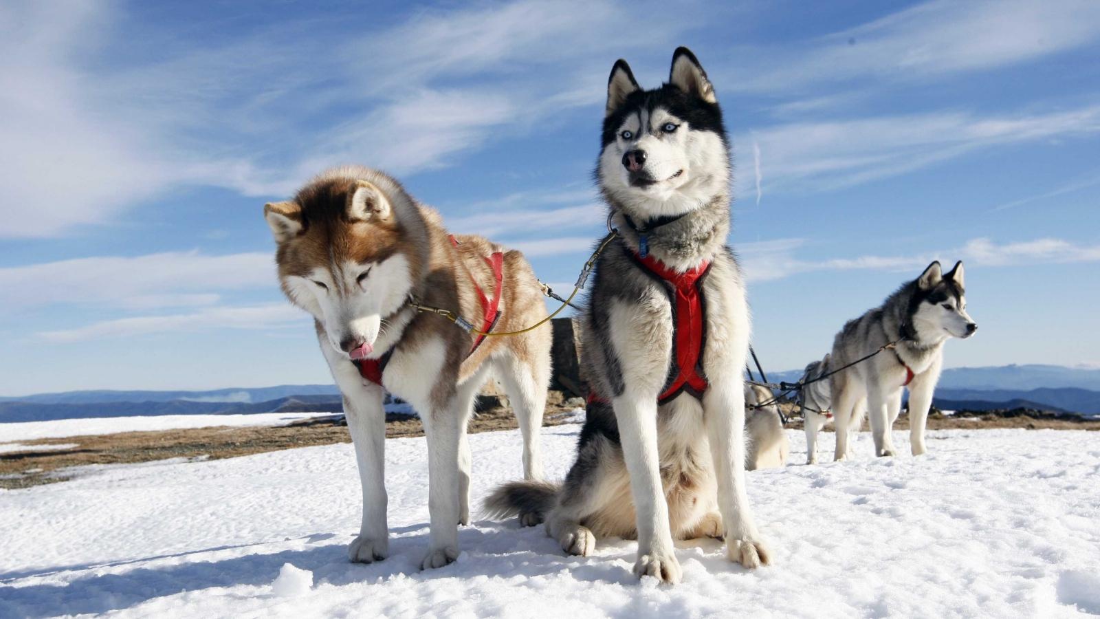 1600x900 Working Huskies Huskies Wallpaper