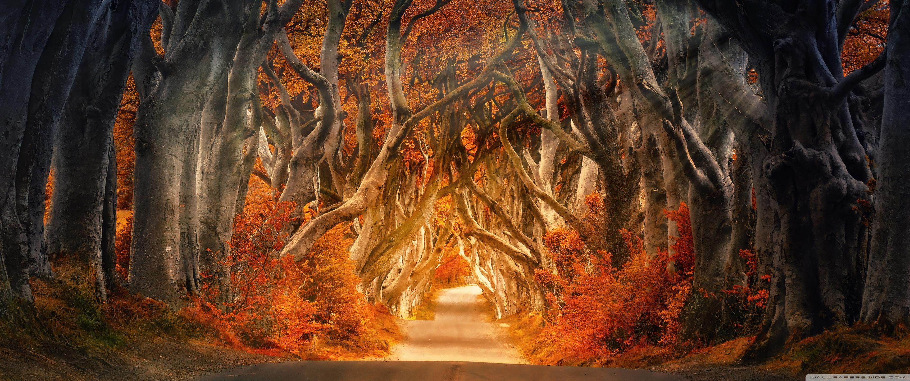 3440x1440 Autumn [3440x1440]: WidescreenWallpaper