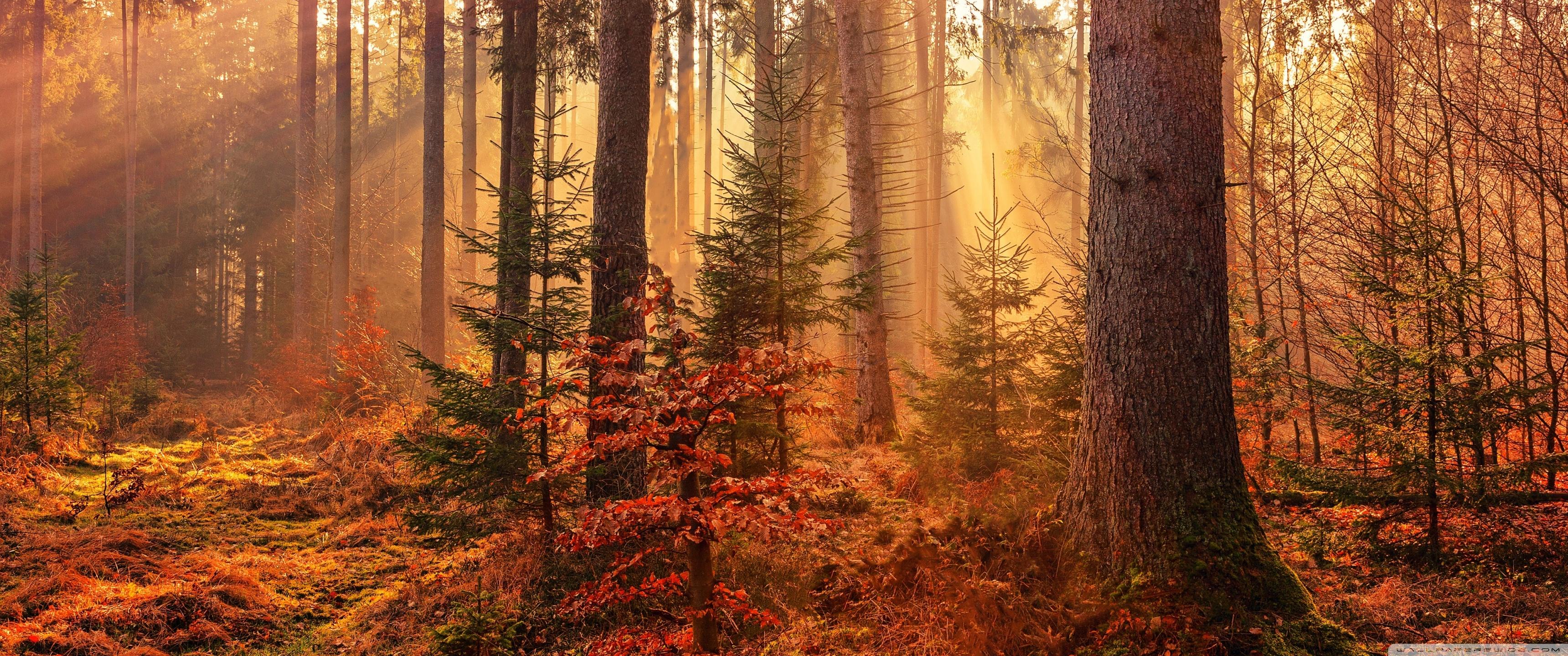 3440x1440 Autumn Forest Path Ultra HD Desktop Background Wallpaper for 4K UHD TV : Widescreen & UltraWide Desktop & Laptop : Multi Display, Dual & Triple Monitor : Tablet