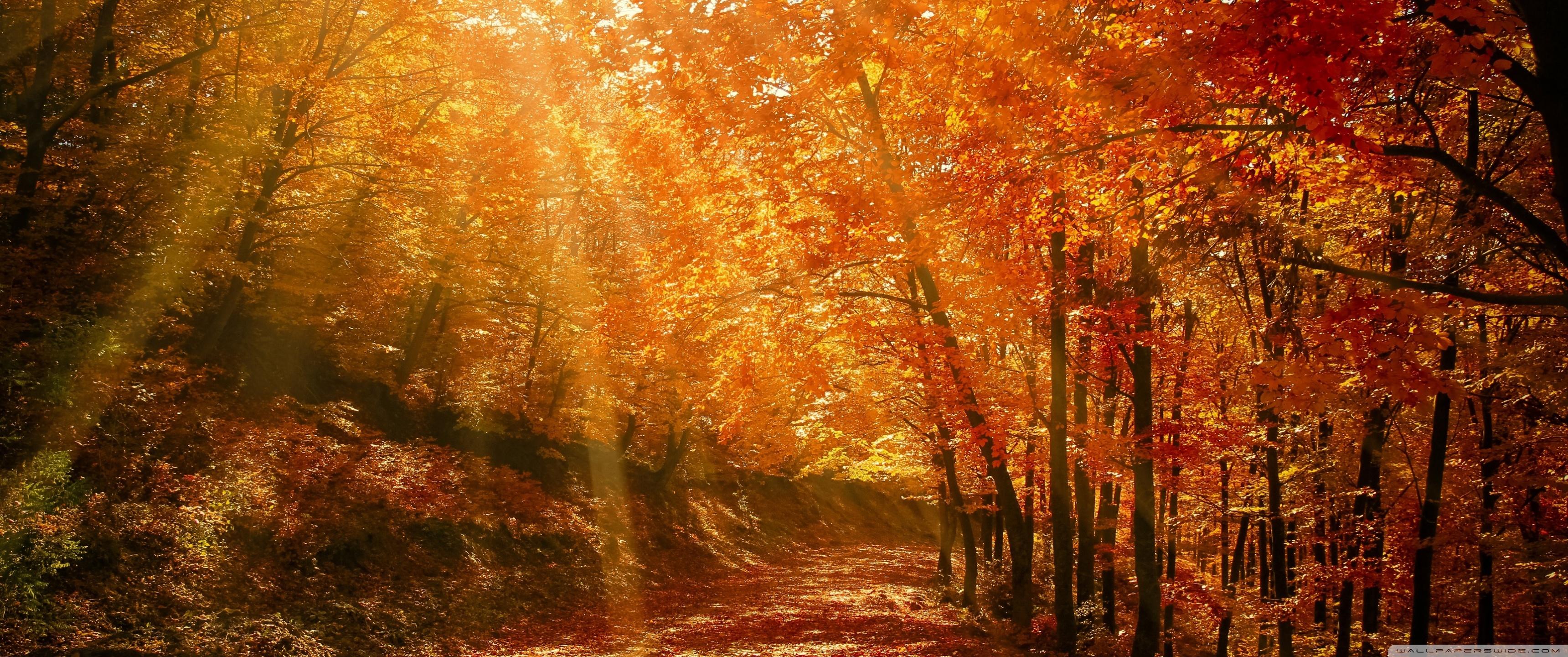 3440x1440 Beautiful Nature Image, Autumn, Forest Ultra HD Desktop Background Wallpaper for 4K UHD TV : Widescreen & UltraWide Desktop & Laptop : Multi Display, Dual Monitor : Tablet