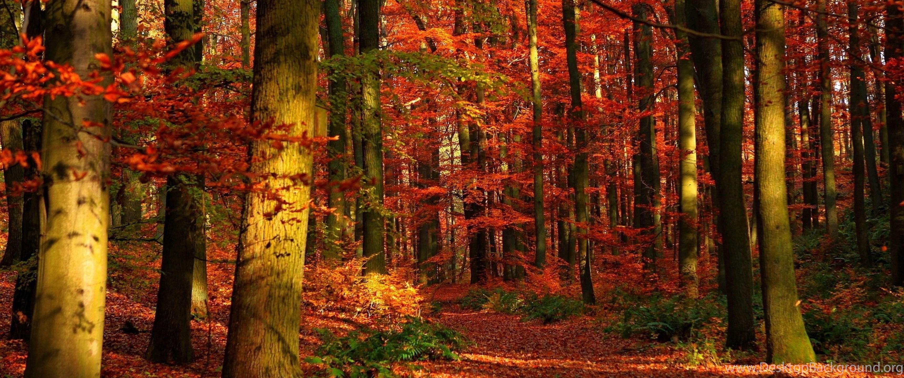 3440x1440 4K Ultra HD Autumn Wallpaper HD, Desktop Background 3840x2160. Desktop Background