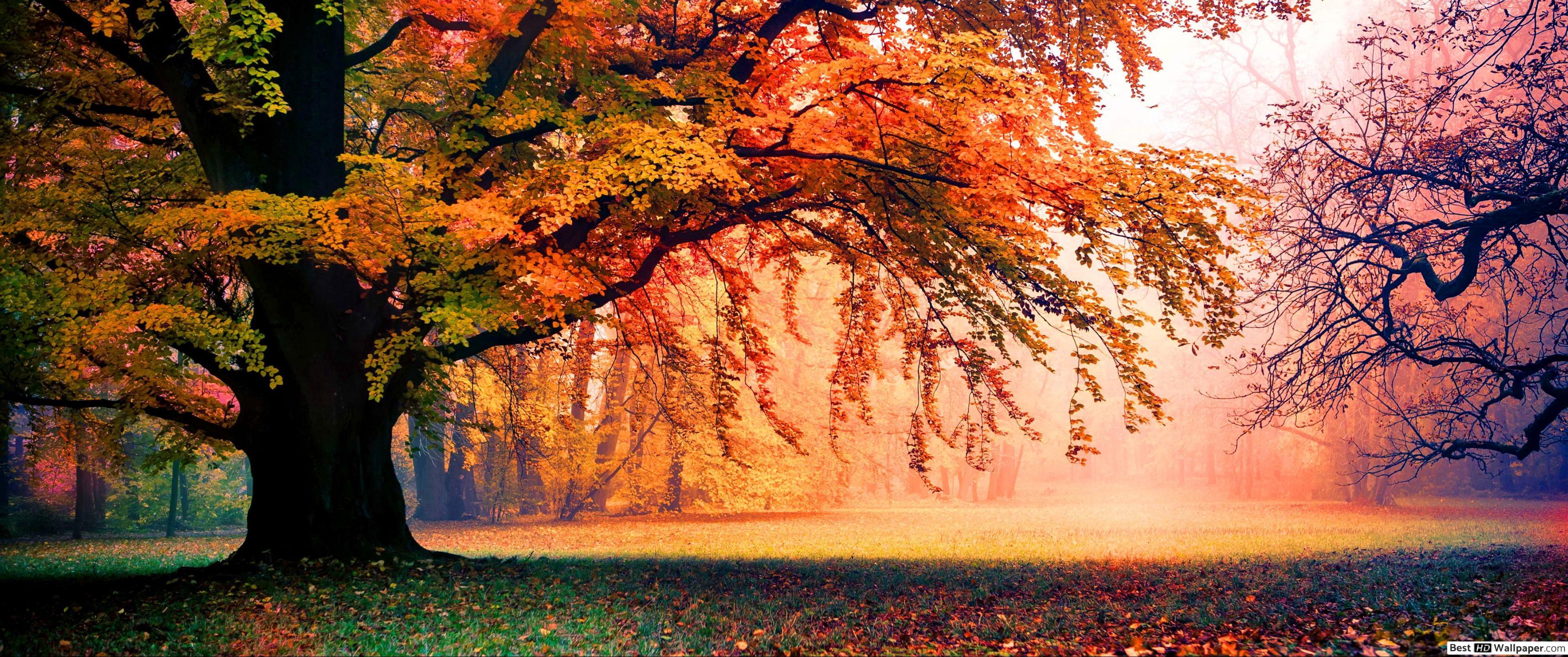 3440x1440 Tree in Misty Autumn Park HD wallpaper download