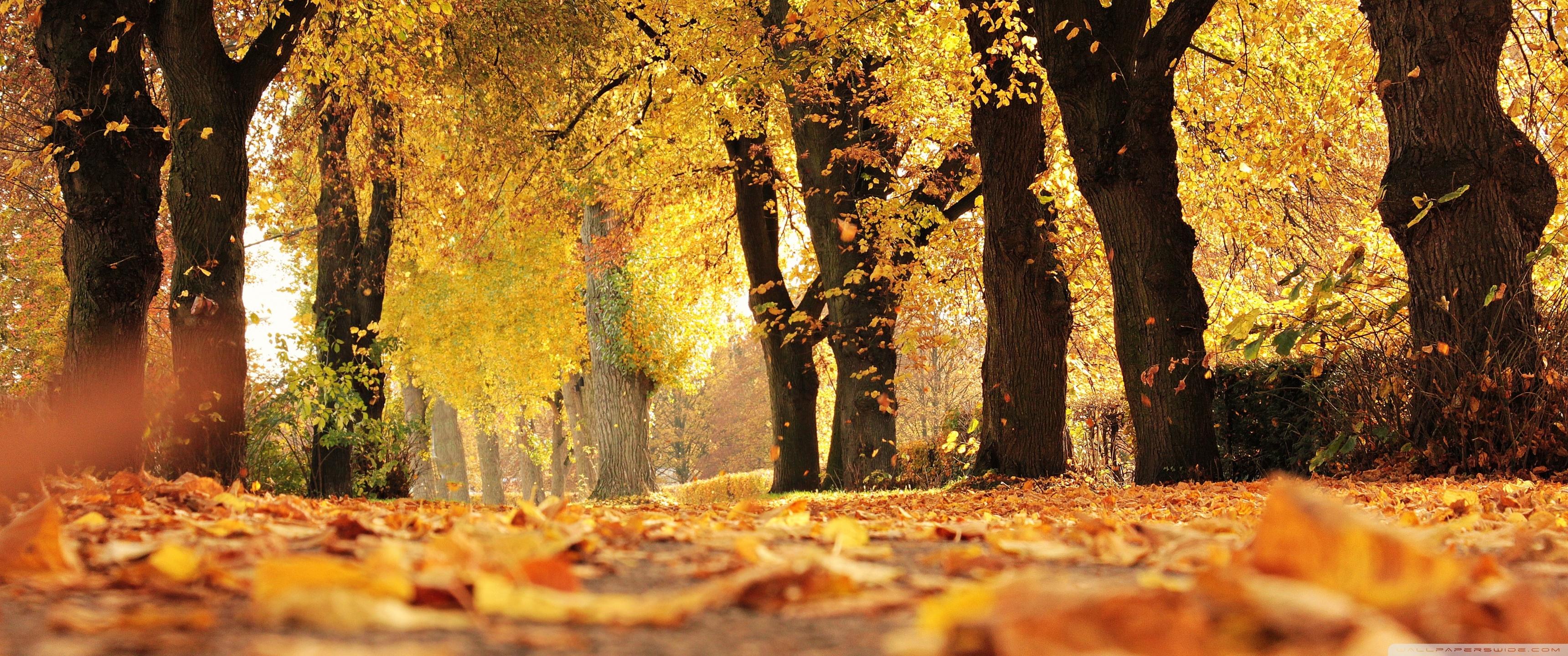 3440x1440 Leaves Fall Off Trees Ultra HD Desktop Background Wallpaper for 4K UHD TV : Widescreen & UltraWide Desktop & Laptop : Tablet