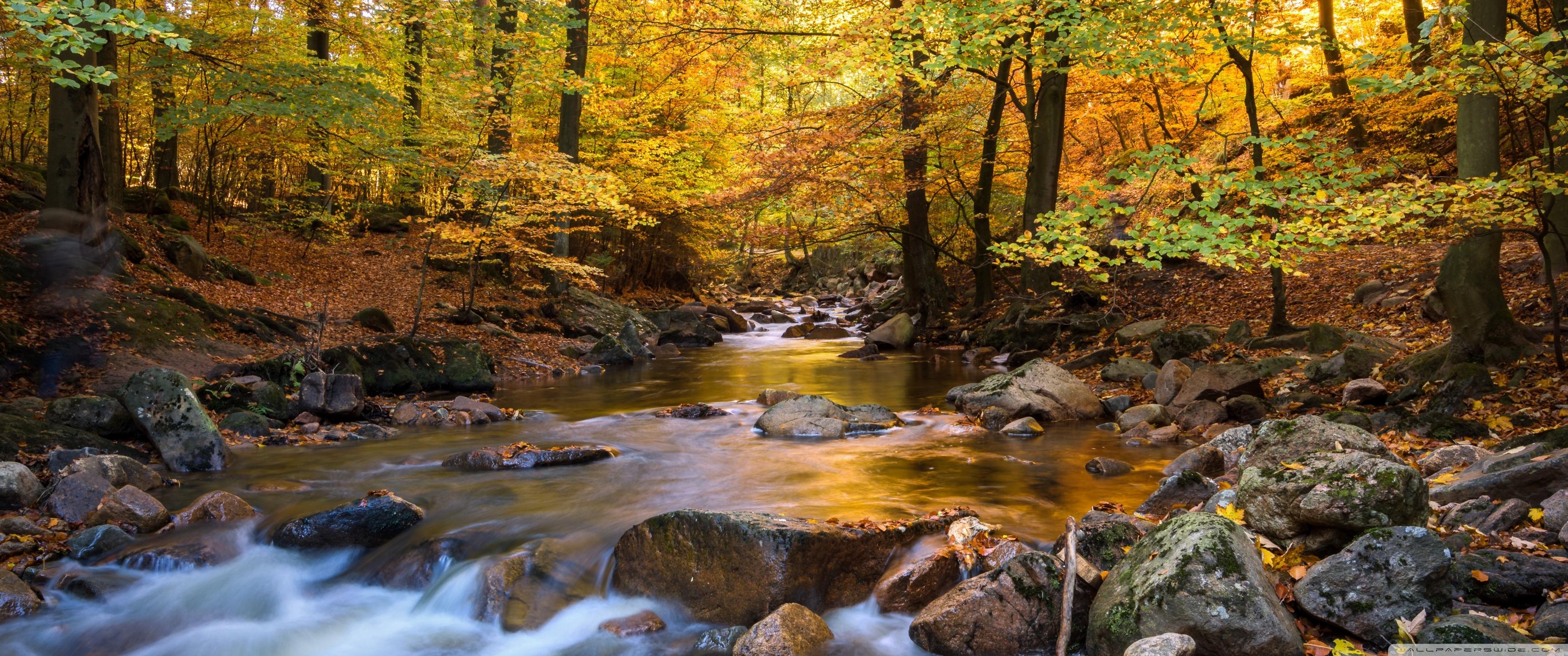 3440x1440 Fall Foliage Ultra HD Desktop Background Wallpaper for 4K UHD TV : Widescreen & UltraWide Desktop & Laptop : Multi Display, Dual Monitor : Tablet
