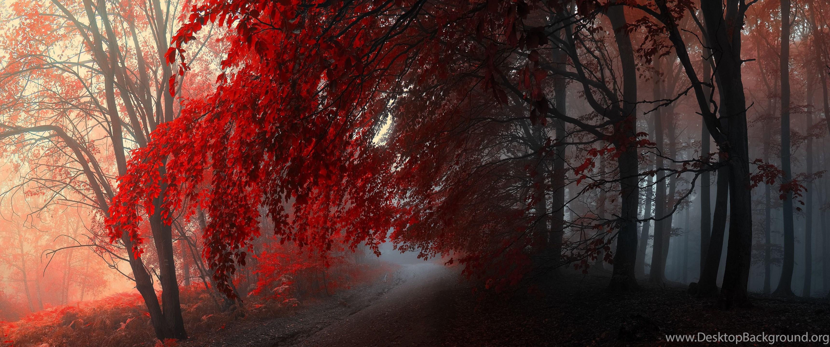 3440x1440 Autumn Forest Wallpaper. Watch Free HD Wallpaper Nature Mobile. Desktop Background