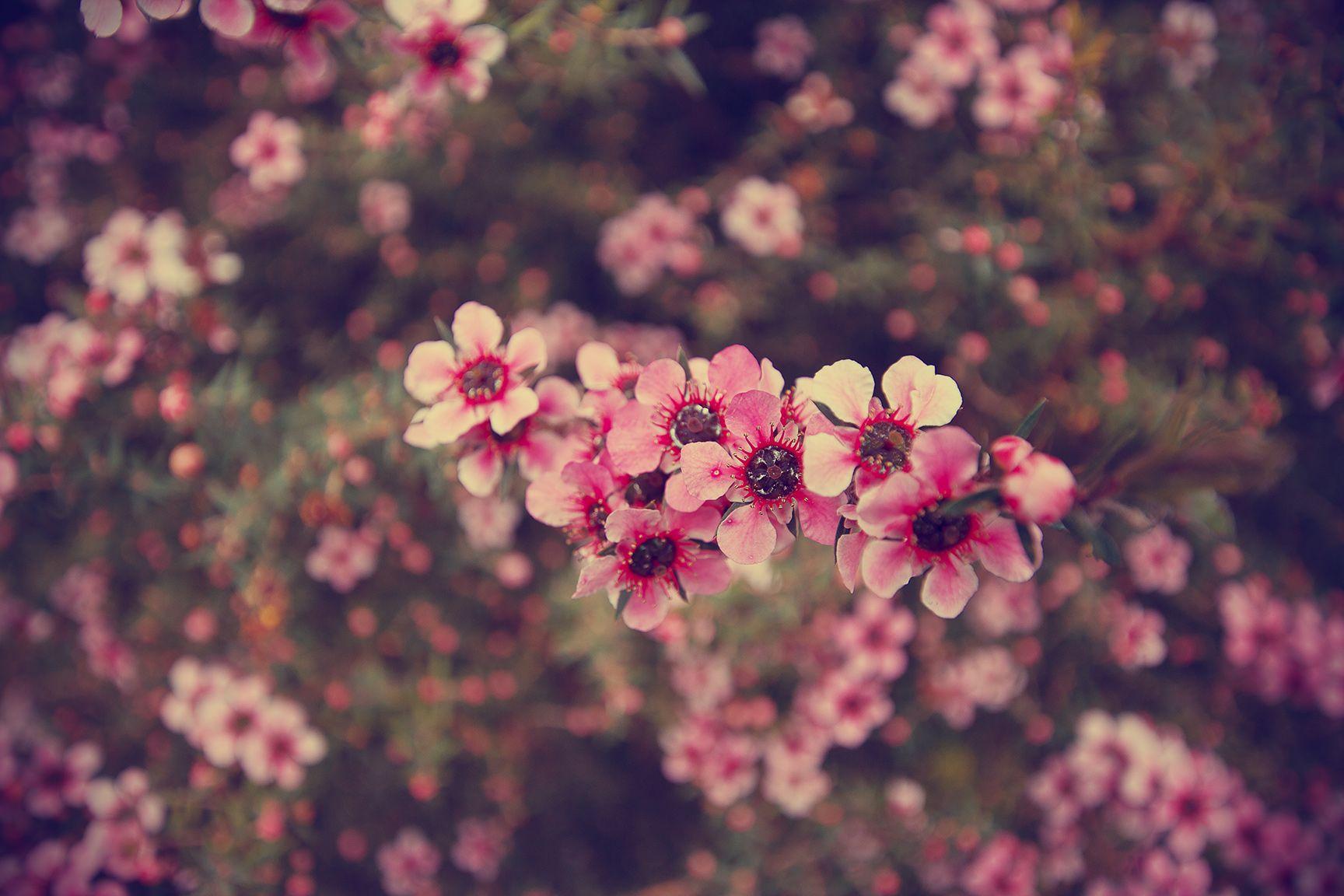 Tumblr Flowers Desktop Wallpapers - Top Free Tumblr Flowers Desktop