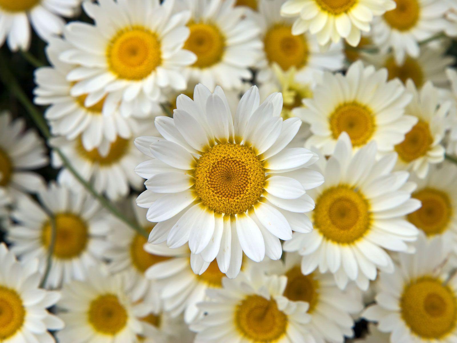 white flowers tumblr background