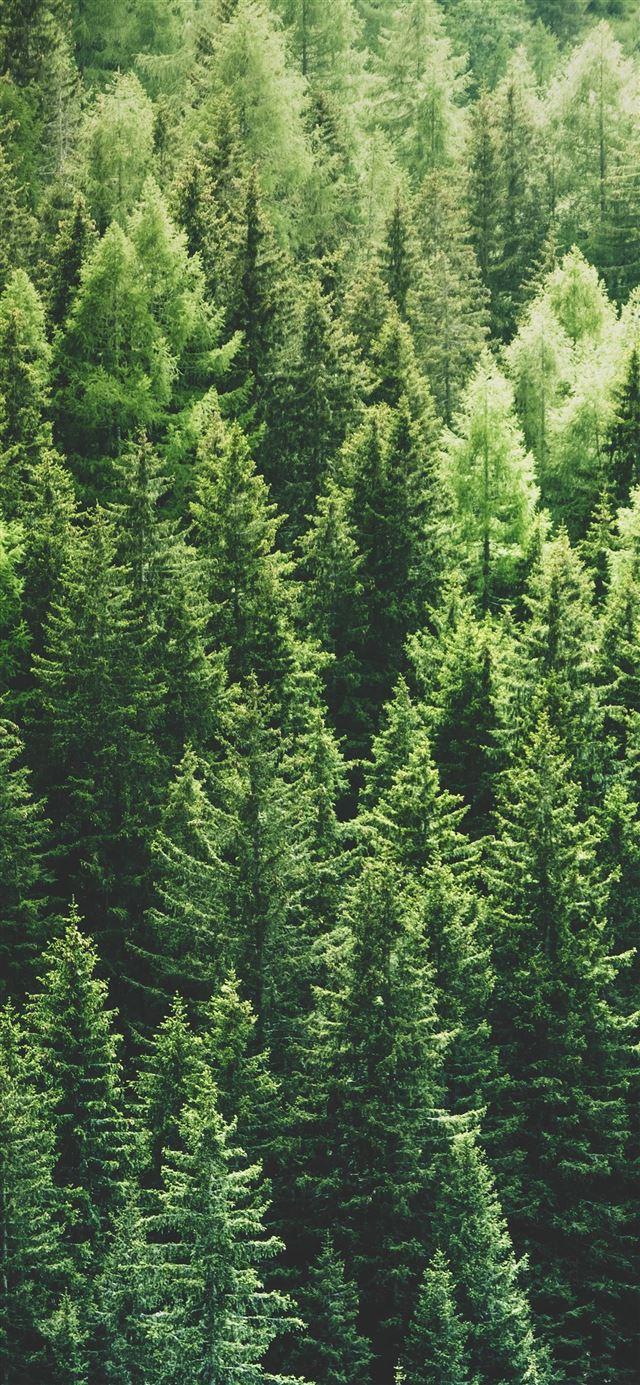 640x1385 Best Christmas tree iPhone 11 HD Wallpaper