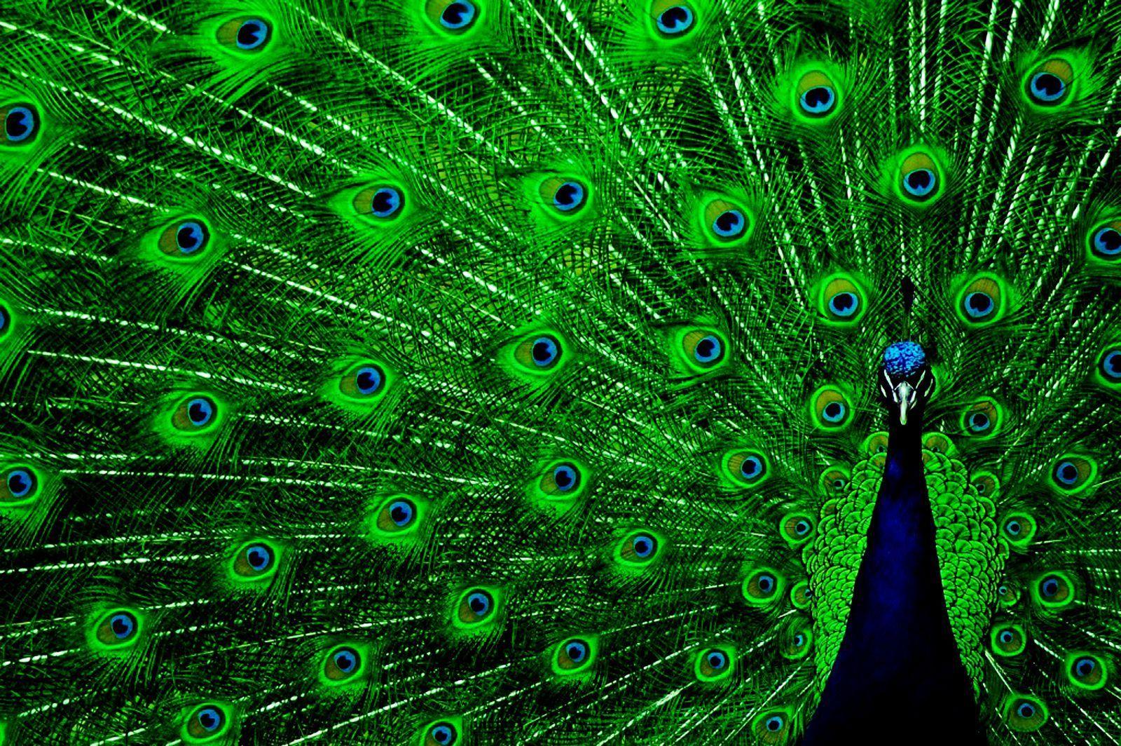 1600x1064 Fastest Nice Green HD Wallpaper