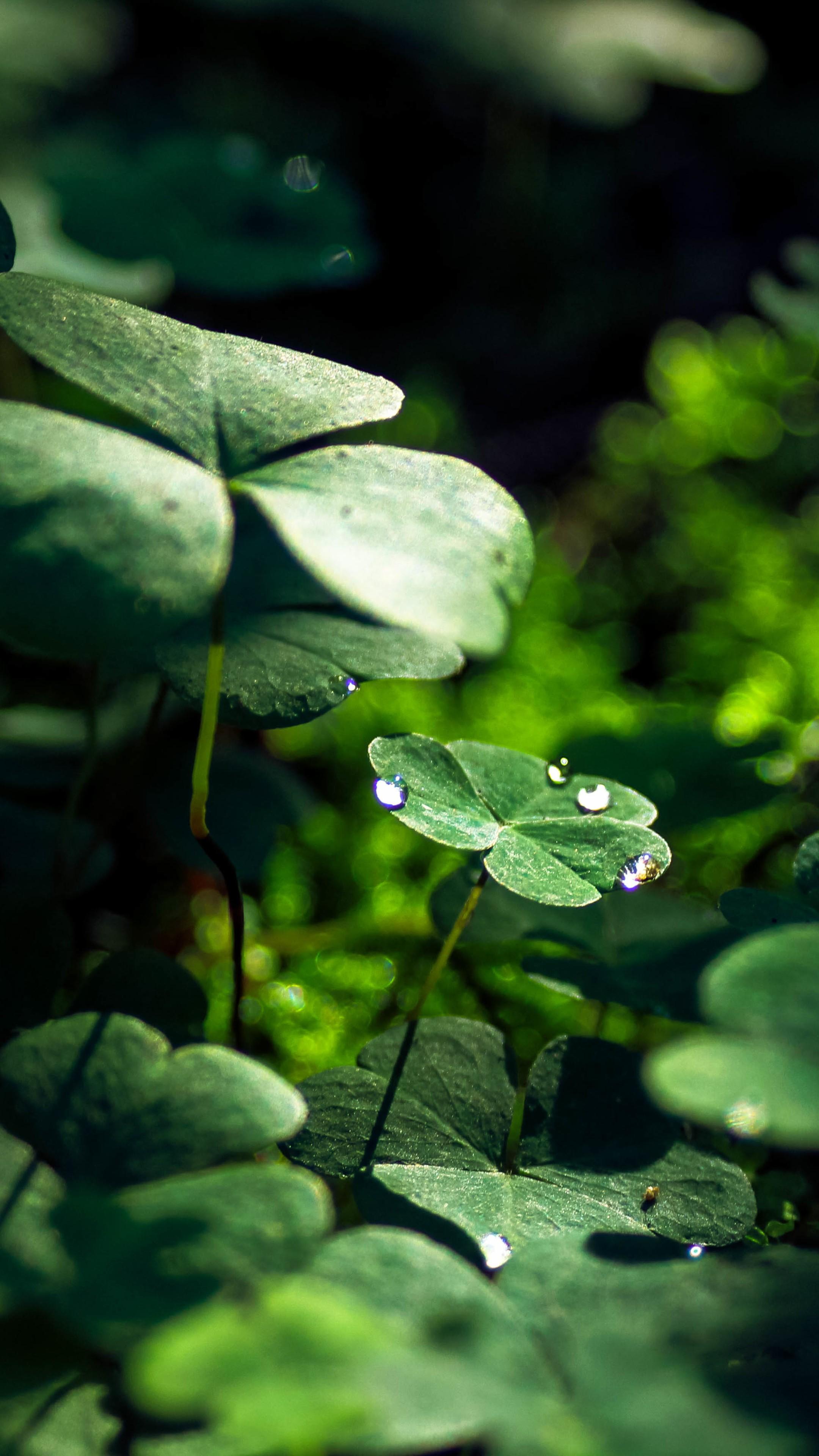 2160x3840 Green Leaf Macro Nature Grass Water Drop 7a Wallpaper - [2160x3840]
