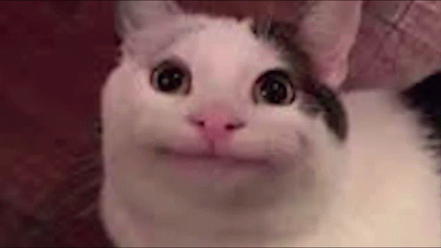 Beluga Cat Wallpapers - Top Free Beluga Cat Backgrounds - WallpaperAccess