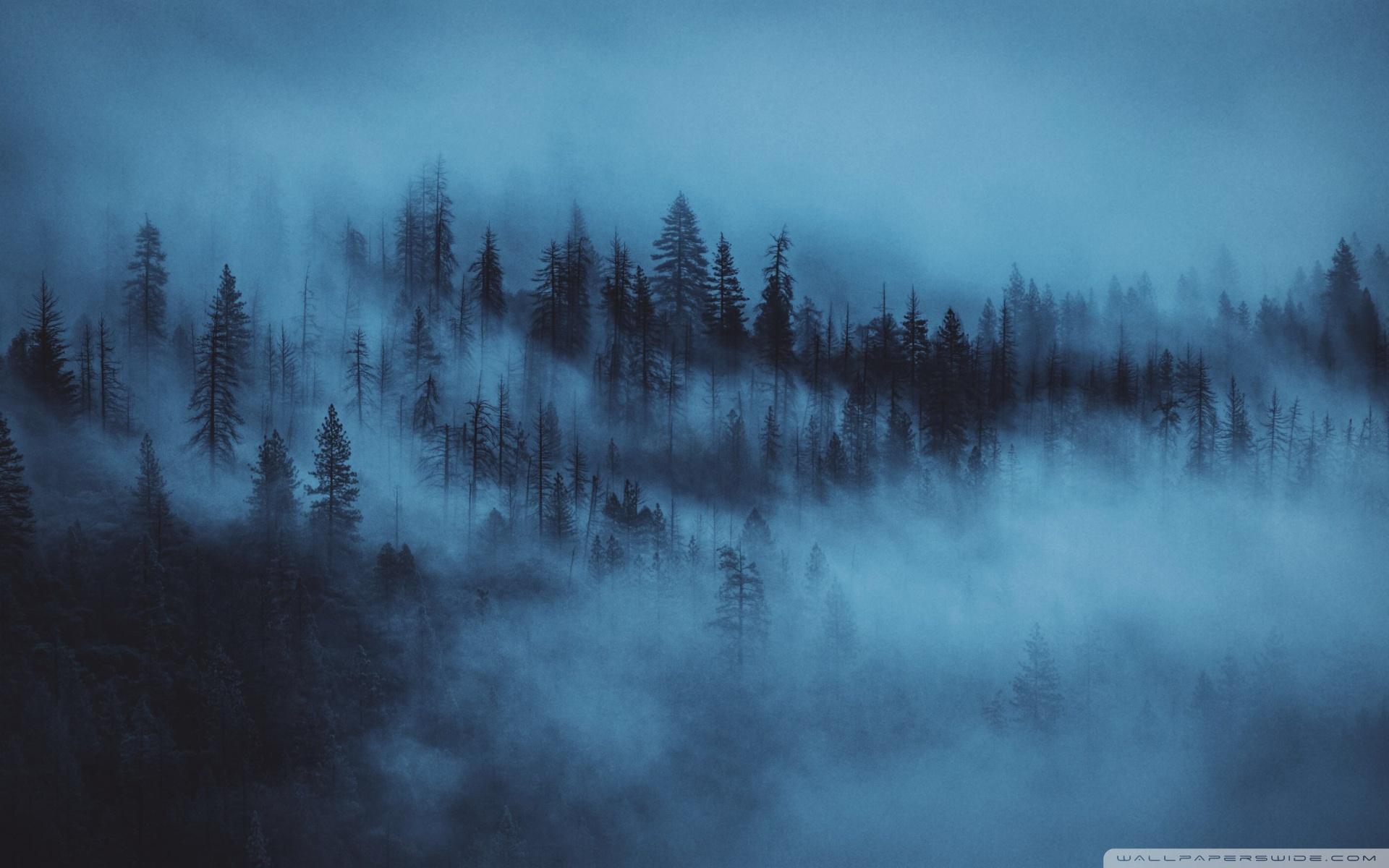 1920x1200 Dark Woods Aesthetic Ultra HD Desktop Background Wallpaper for : Widescreen & UltraWide Desktop & Laptop : Multi Display, Dual Monitor : Tablet