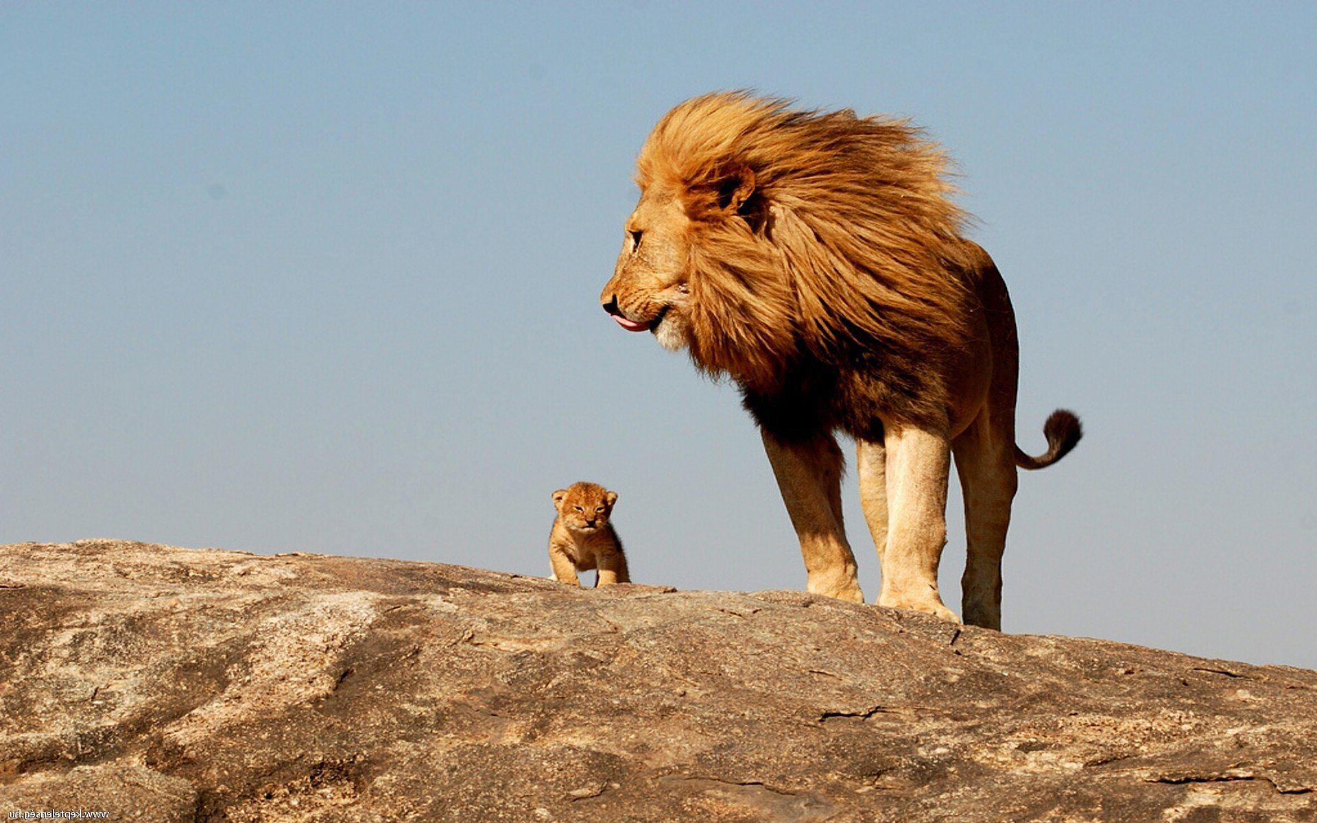 1920x1200 Male lion with cub wallpaperx1200