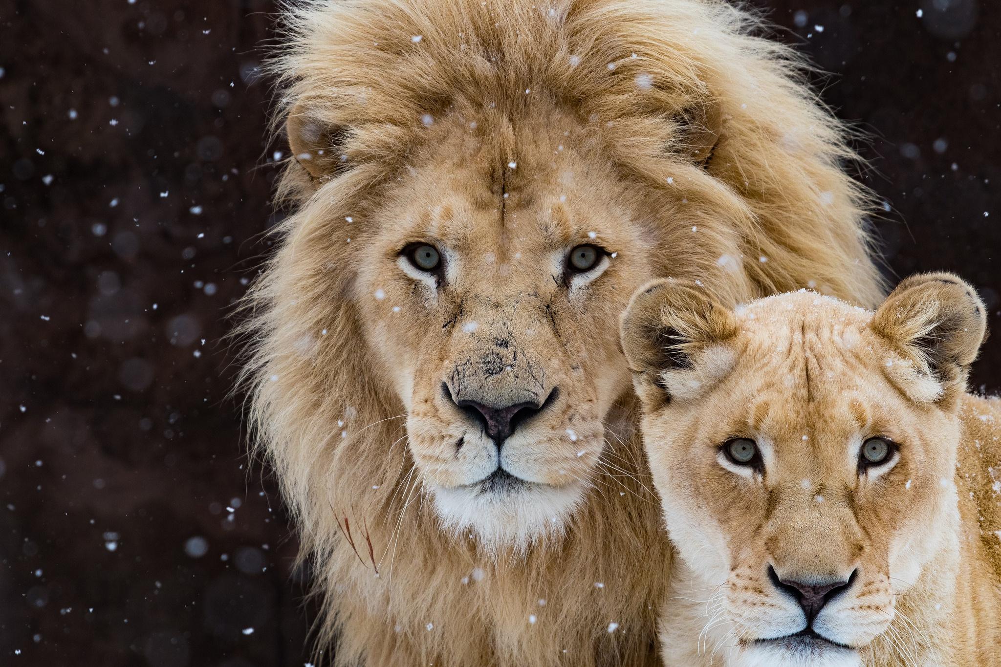 2048x1365 Lion With Cub, HD Animals, 4k Wallpaper, Image, Background, Photo and Picture
