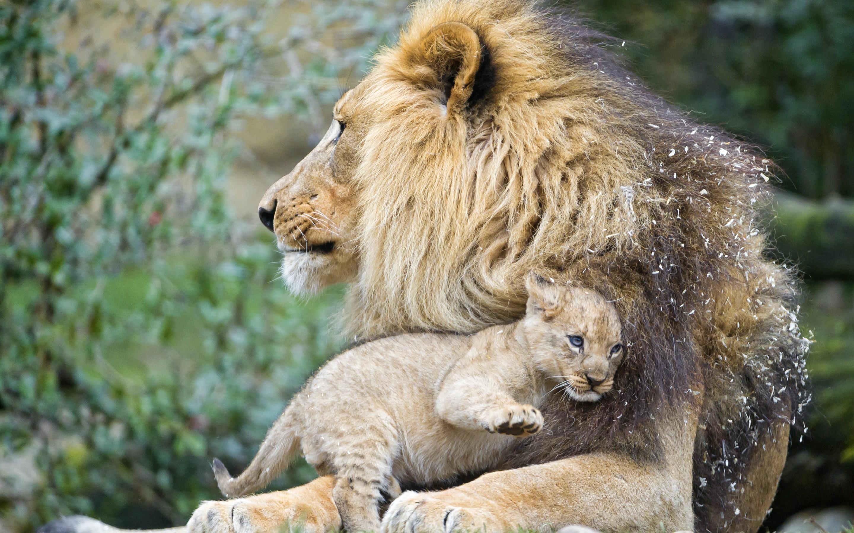 2880x1800 Male Lion with Cub HD Wallpaper