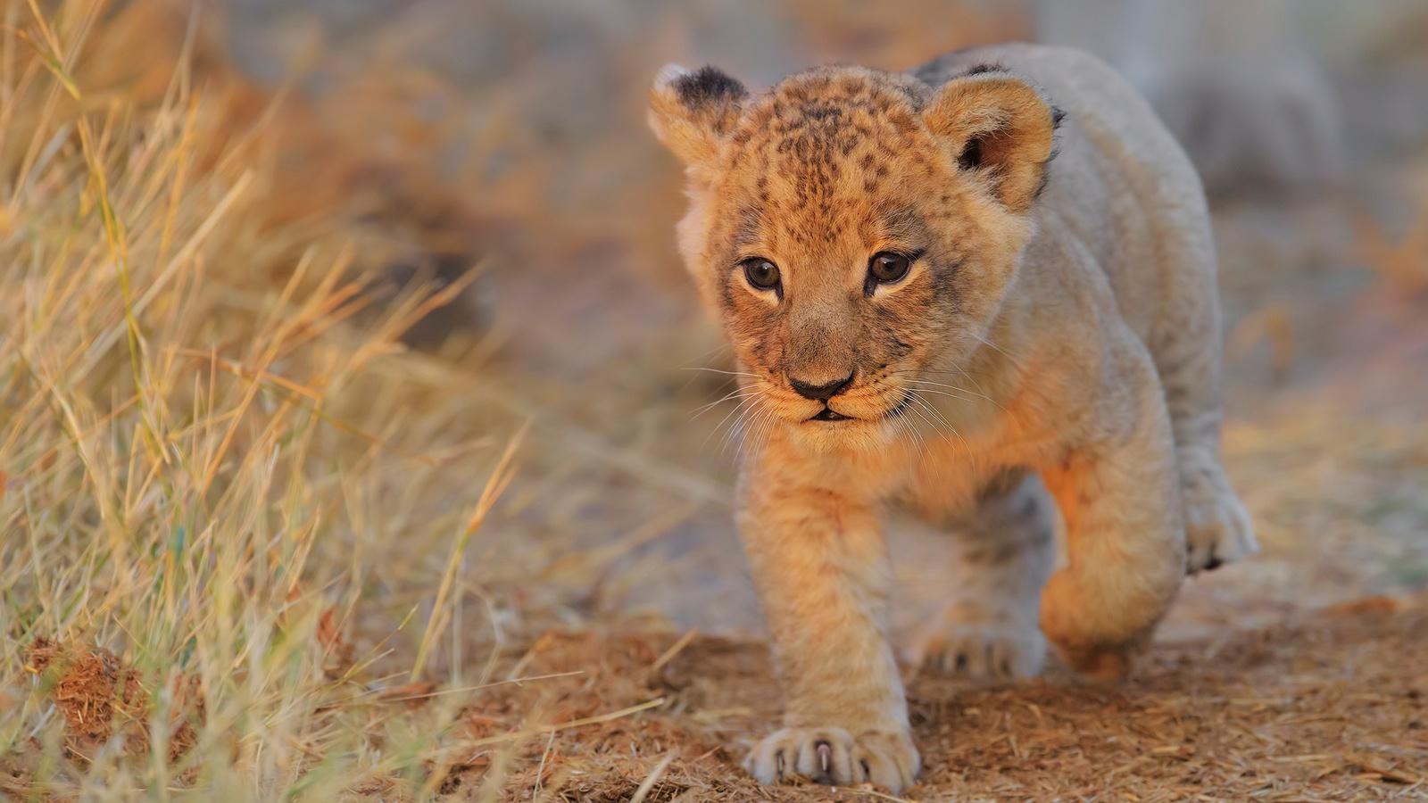 1600x900 Lion Cub Walking 1600x900 Resolution HD 4k Wallpaper, Image, Background, Photo and Picture