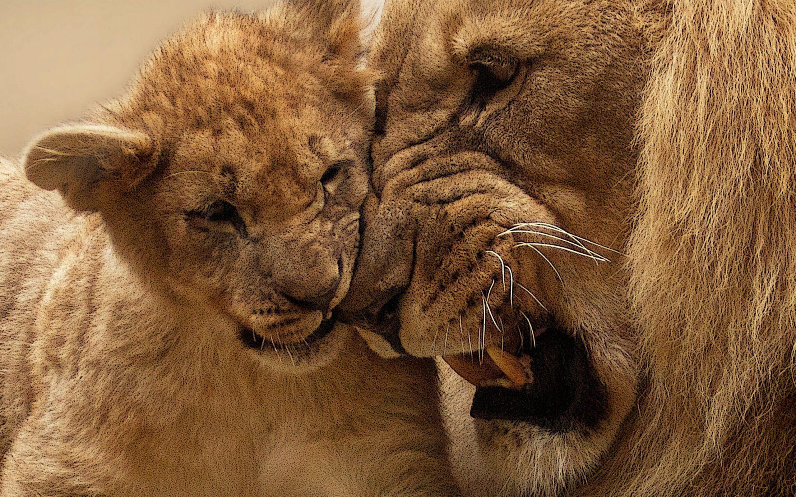2560x1600 Adult lion with cub wallpaper, baby animals, animal themes, mammal, animal wildlife • Wallpaper For You HD Wallpaper For Desktop & Mobile