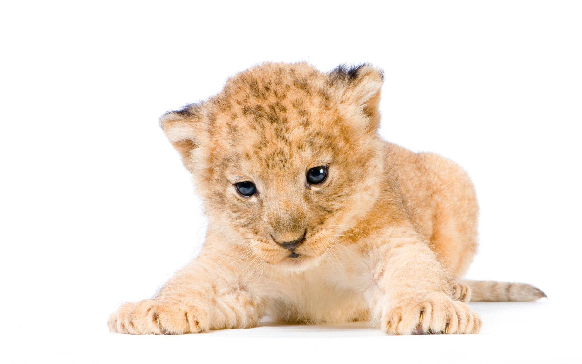 1920x1200 Cute Lion Cub Animal HD Wallpaper