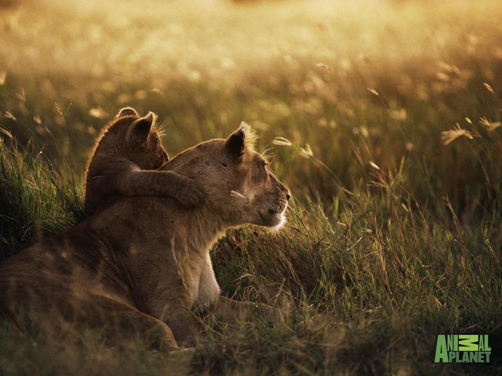 1024x768 Valentine Day 2014: Cubs Wallpaper HD