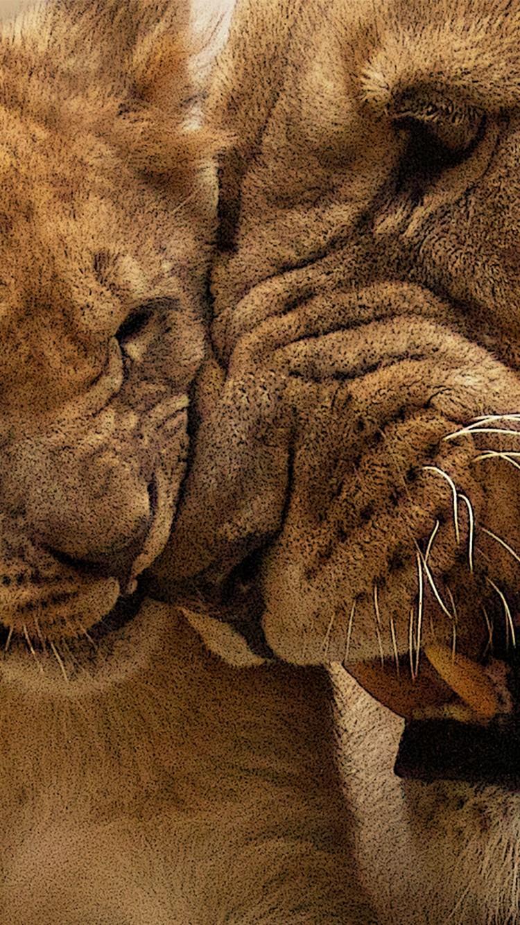750x1334 Lion Cub HD Wallpaper for Desktop and Mobiles iPhone 6 / 6S
