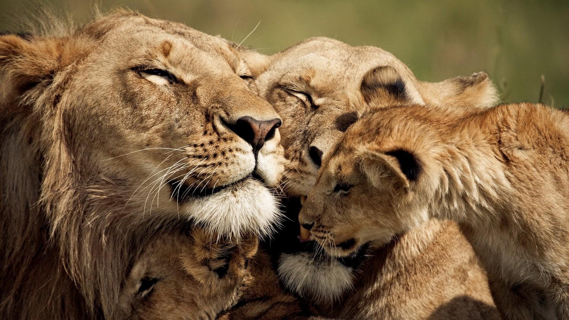 1920x1080 1920x1080 Lion, Cub, Caring, Tender, Sweet wallpaper JPG