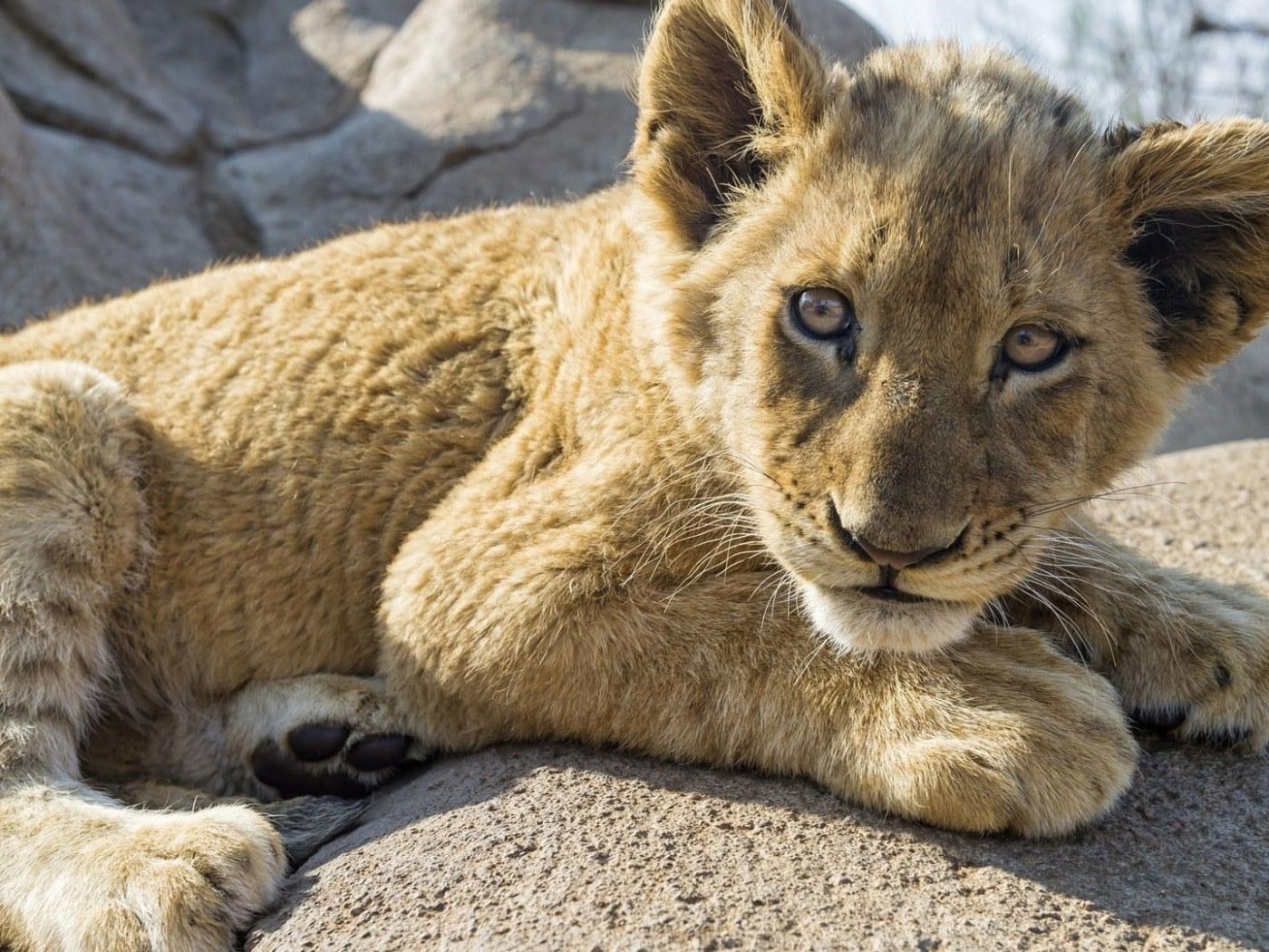 1400x1050 Brown lion cub wallpaper, animals, nature, animal themes, mammal, one animal • Wallpaper For You HD Wallpaper For Desktop & Mobile