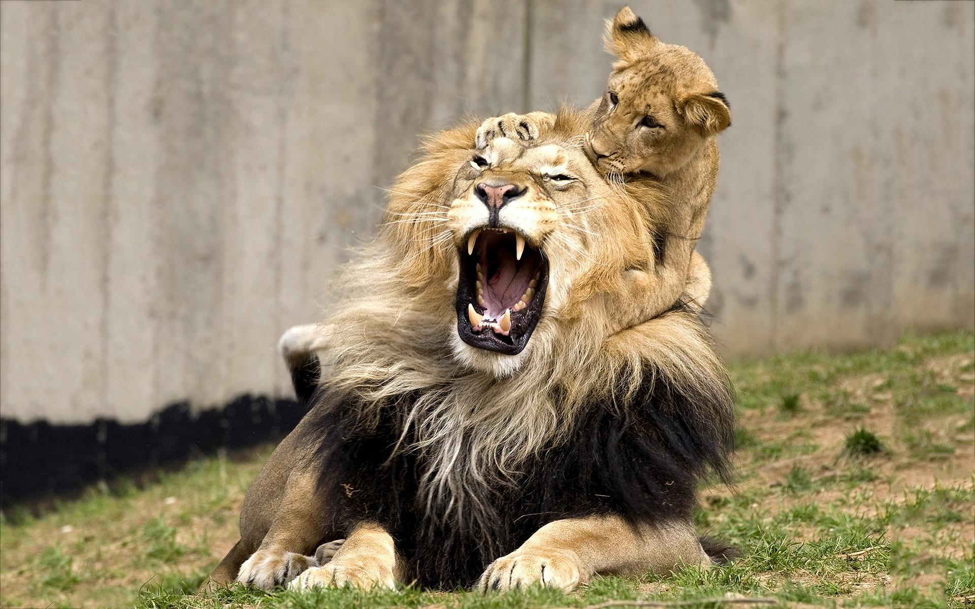 1920x1200 Playful lion cub wallpaperx1200