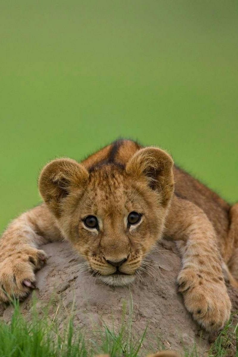 800x1200 Wallpaper Lion, Cub, Stone, Lying