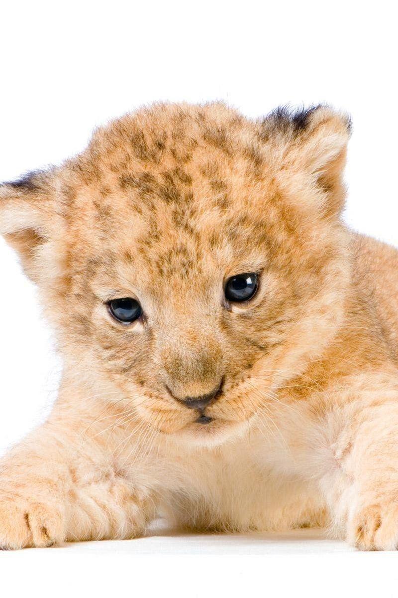 800x1200 Cute Lion Cub Animal HD wallpaper in 800x1200 resolution
