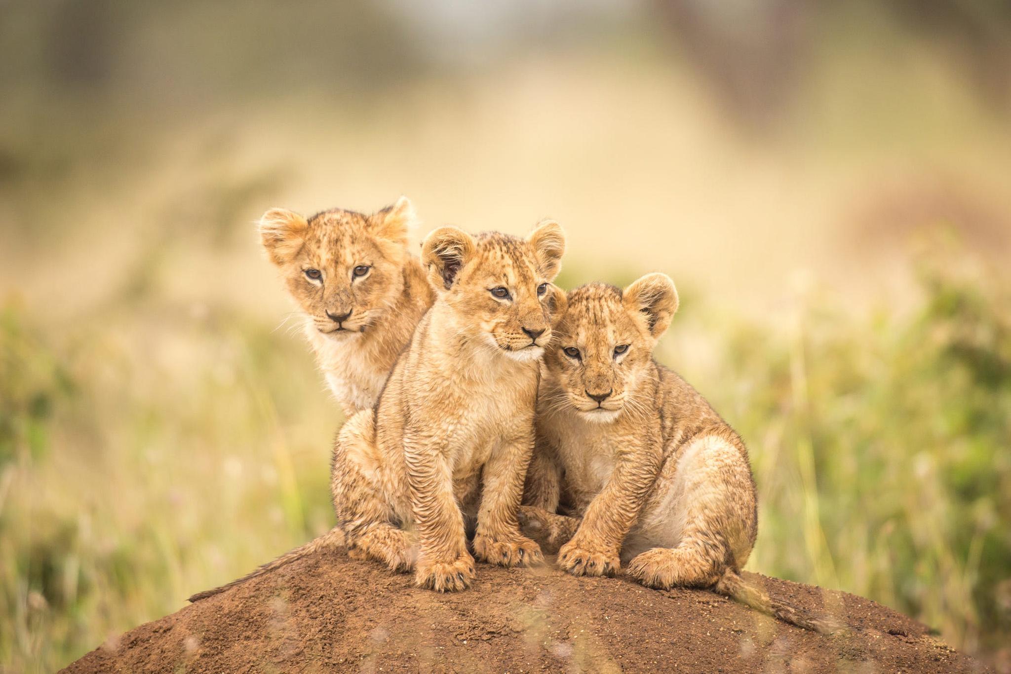 2048x1366 Lion HD Wallpaper