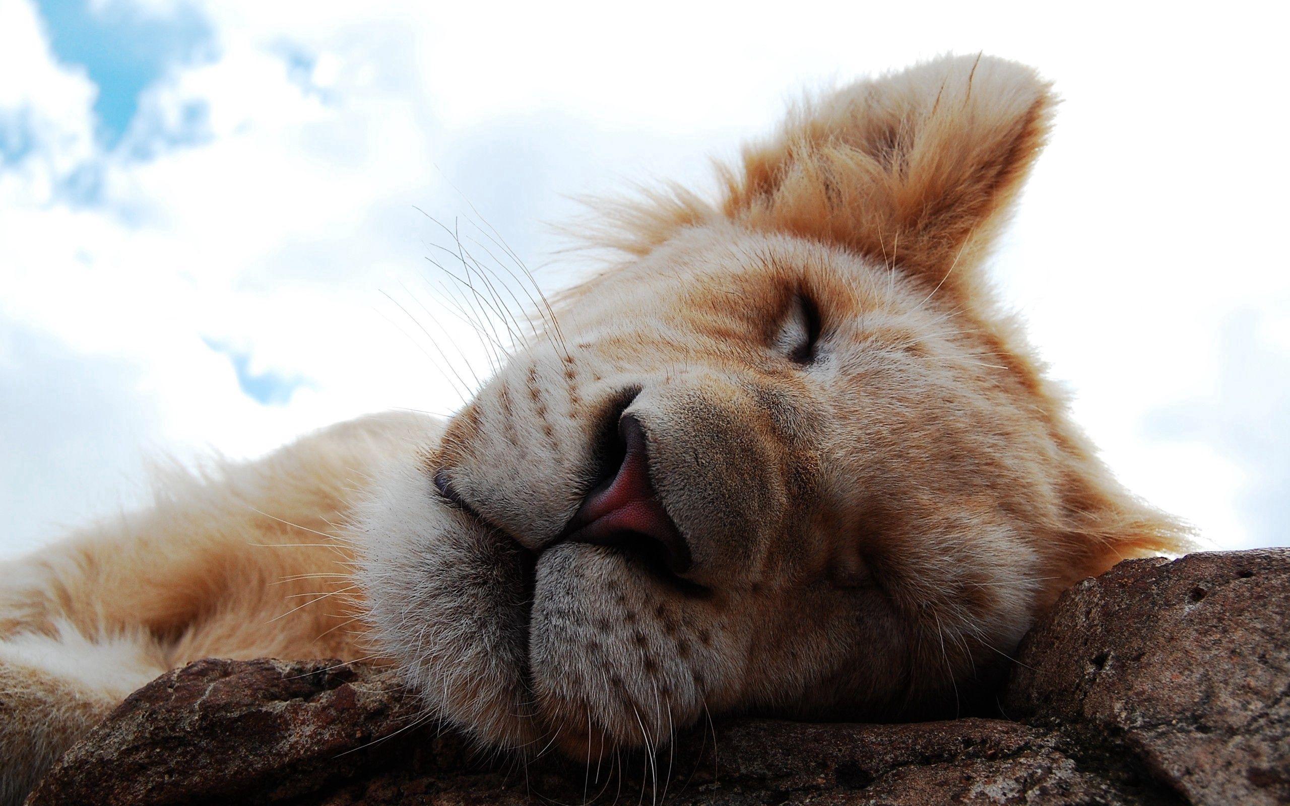 2560x1600 Lion cub, dream, face wallpaper