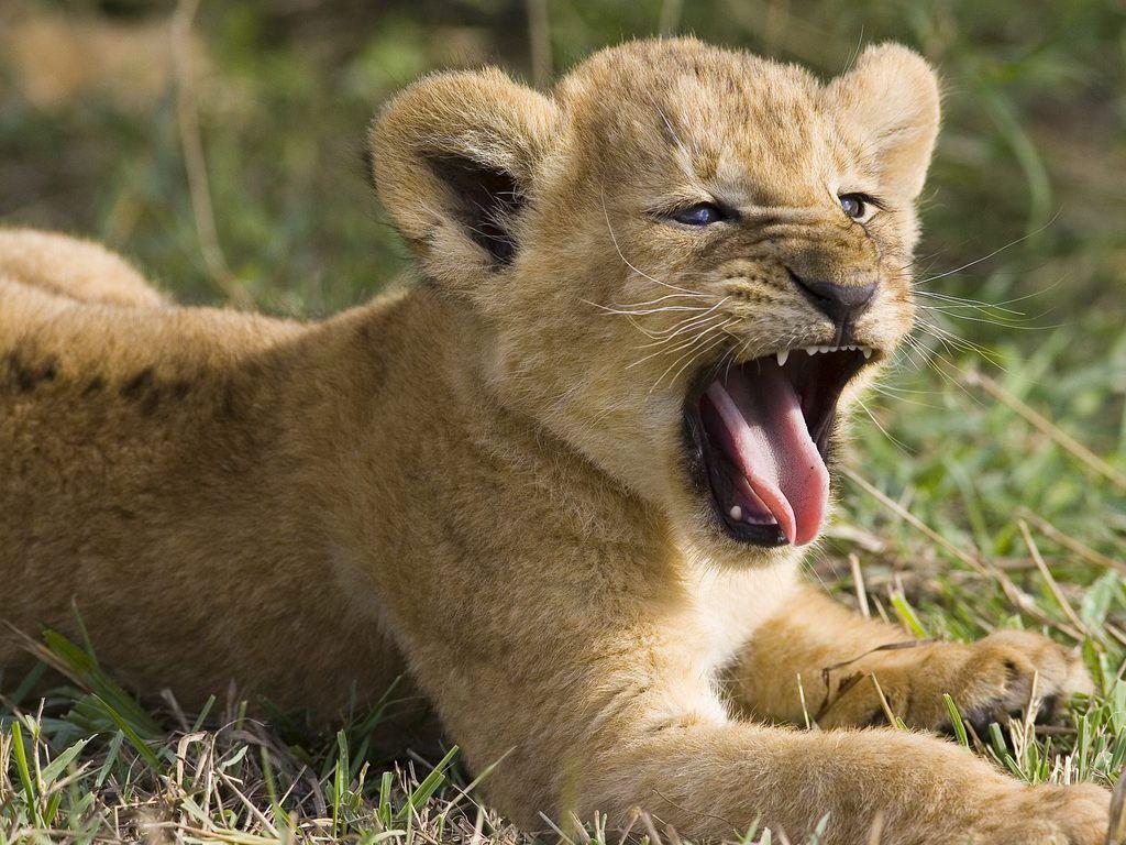 1024x768 Lion Cub Wallpaper