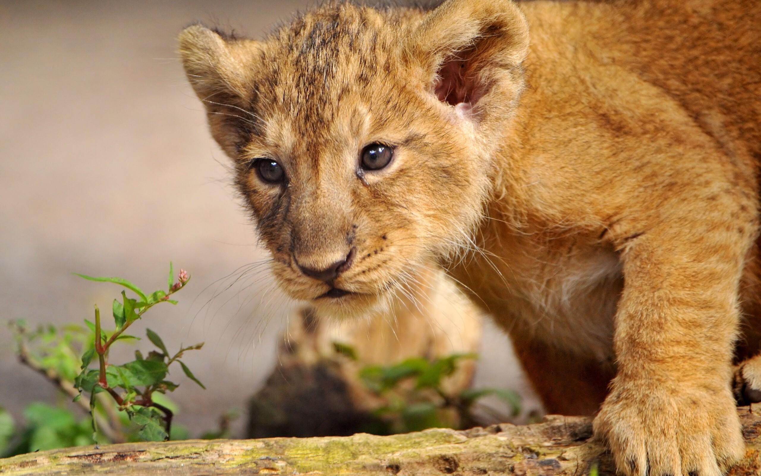 2560x1600 Beautiful Lion Cub Wallpaper