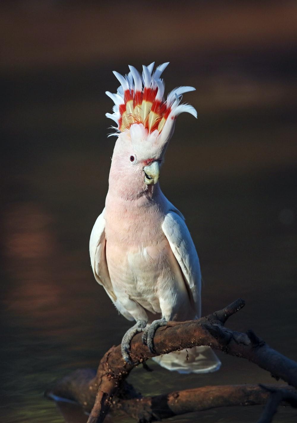 1000x1426 Cockatoo Picture. Download Free Image