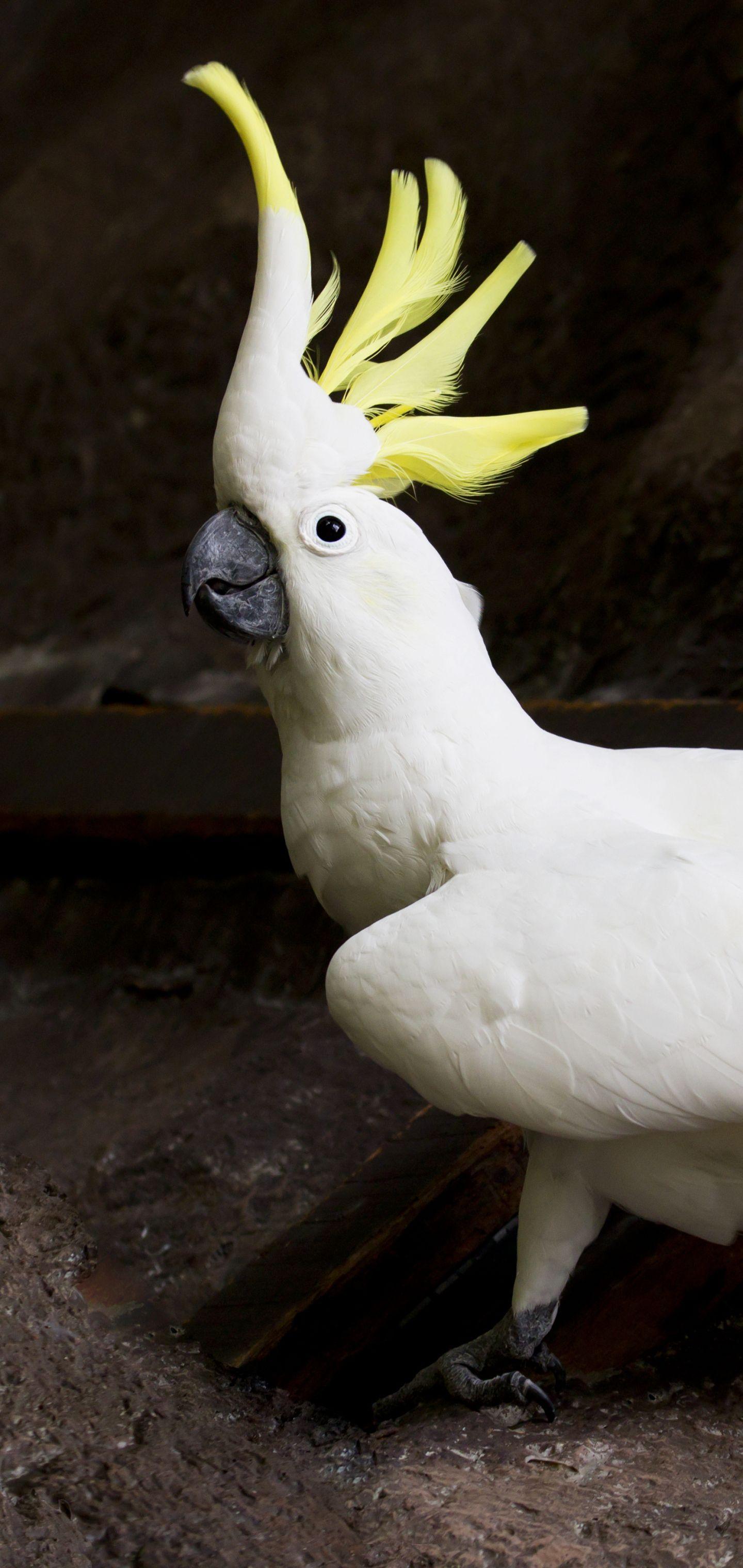 Cockatoo Wallpapers - Top Free Cockatoo Backgrounds - WallpaperAccess