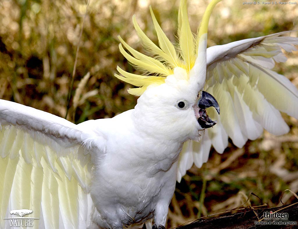 Cockatoo Wallpapers Top Free Cockatoo Backgrounds Wallpaperaccess