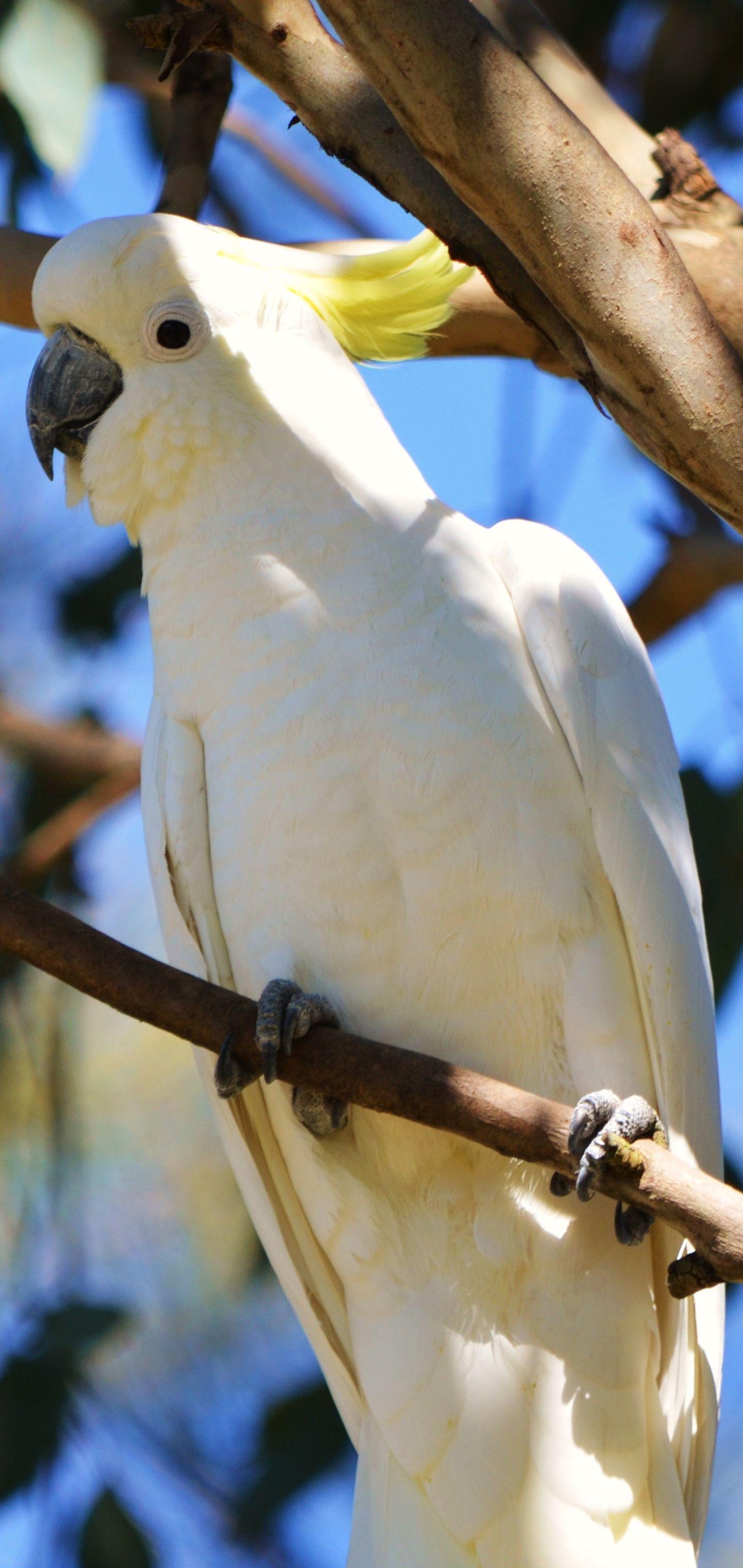 1440x3040 Cockatoos Bird Wallpaper. HD WallpaperK Wallpaper. Android iPhone Desktop Wallpaper