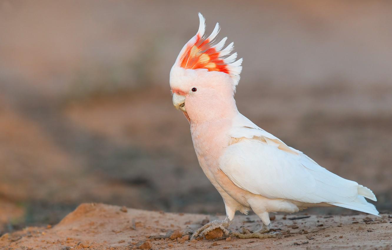 1332x850 Photo Wallpaper Background, Pink, Bird, Parrot, Crest, Mitchell Cockatoo