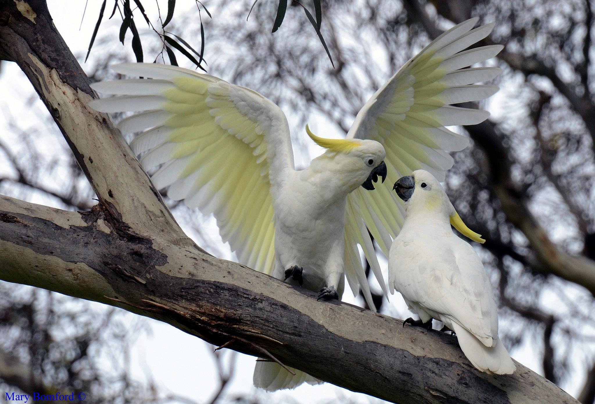 2048x1391 Sulphur Crested Cockatoo HD Wallpaper