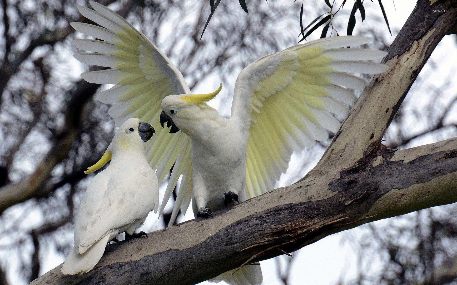 1920x1200 Cockatoo wallpaper wallpaper