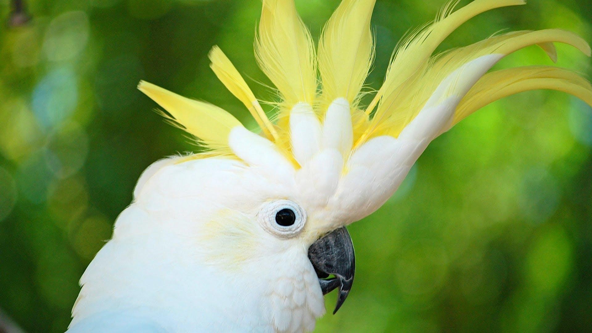 Cockatoo Wallpapers - Top Free Cockatoo Backgrounds - WallpaperAccess