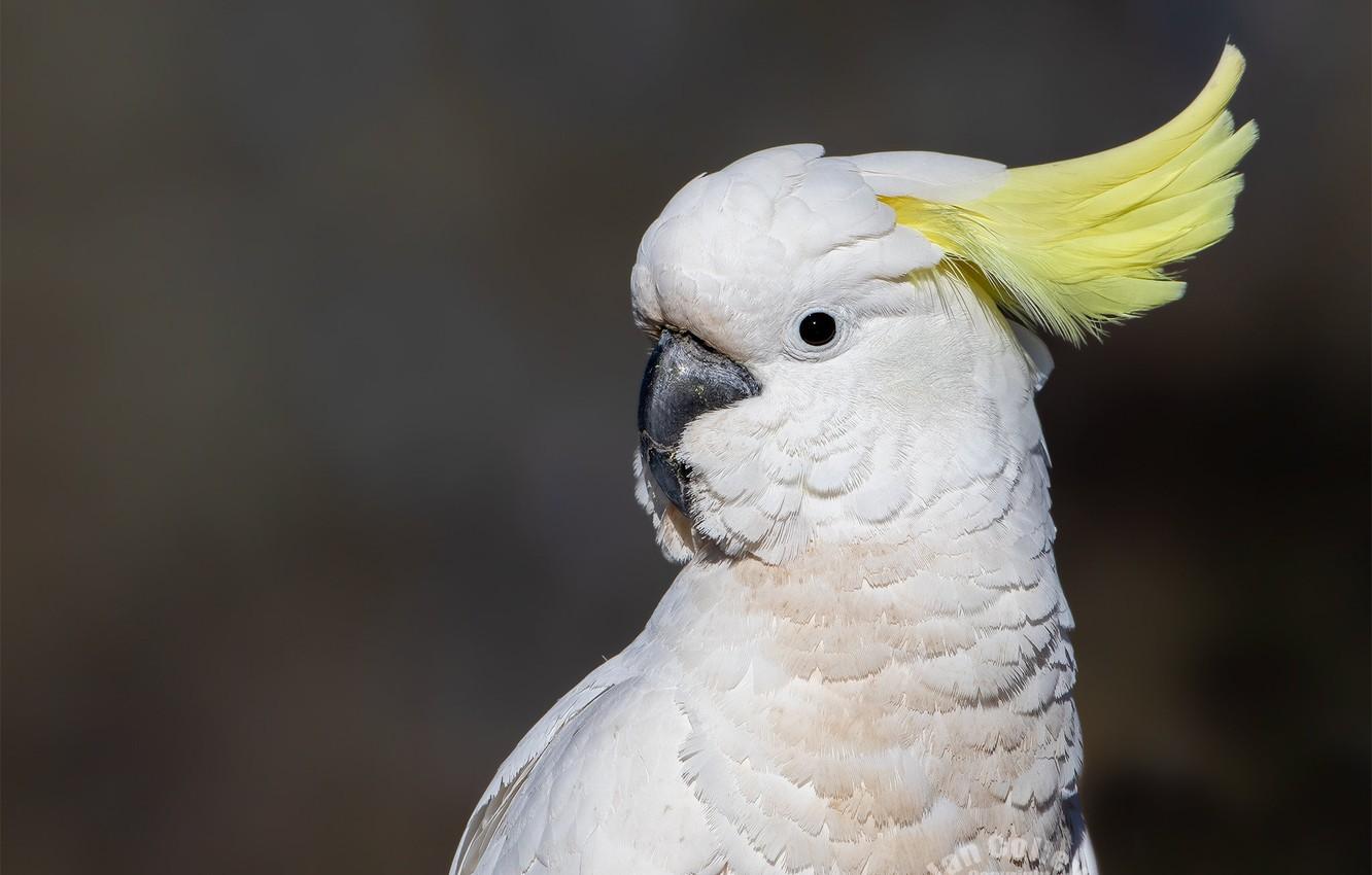 1332x850 Wallpaper white, look, background, bird, portrait, parrot, crest, cockatoo image for desktop, section животные