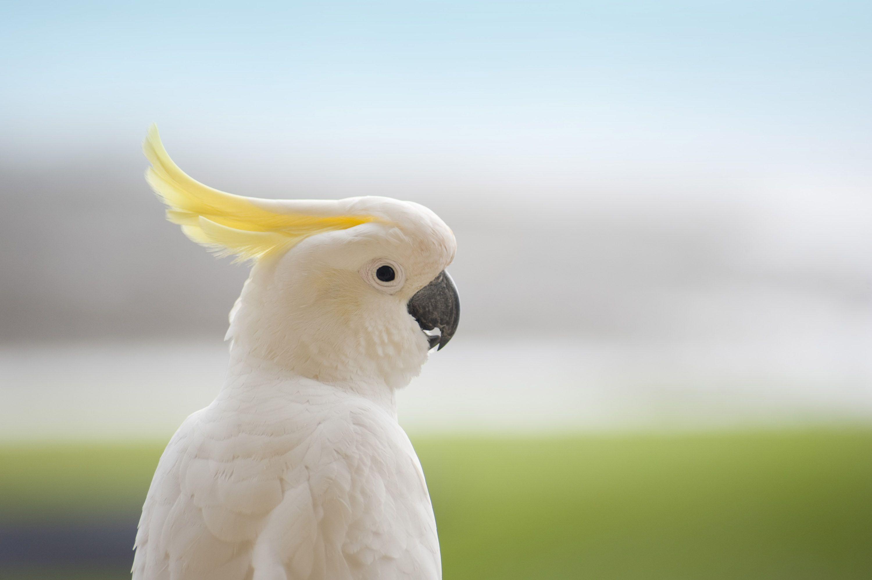 3000x1996 White Cockatoo. Cockatoo, HD wallpaper, Cute animals