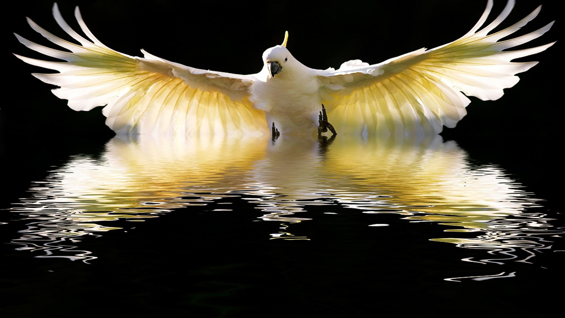 1920x1080 Sulphur Crested Cockatoo In Flight :