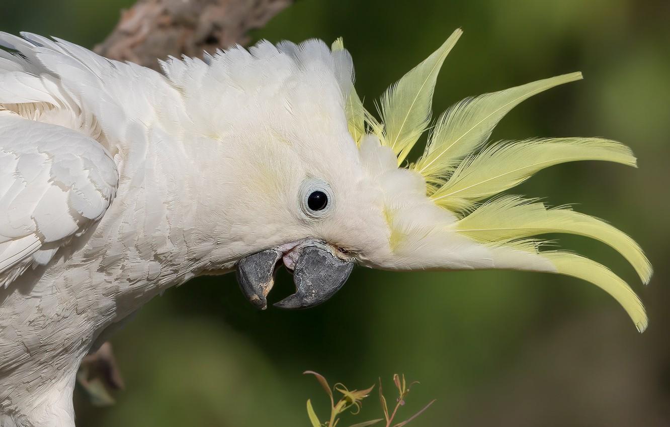 1332x850 Wallpaper white, look, pose, background, bird, portrait, feathers, parrot, crest, cockatoo image for desktop, section животные