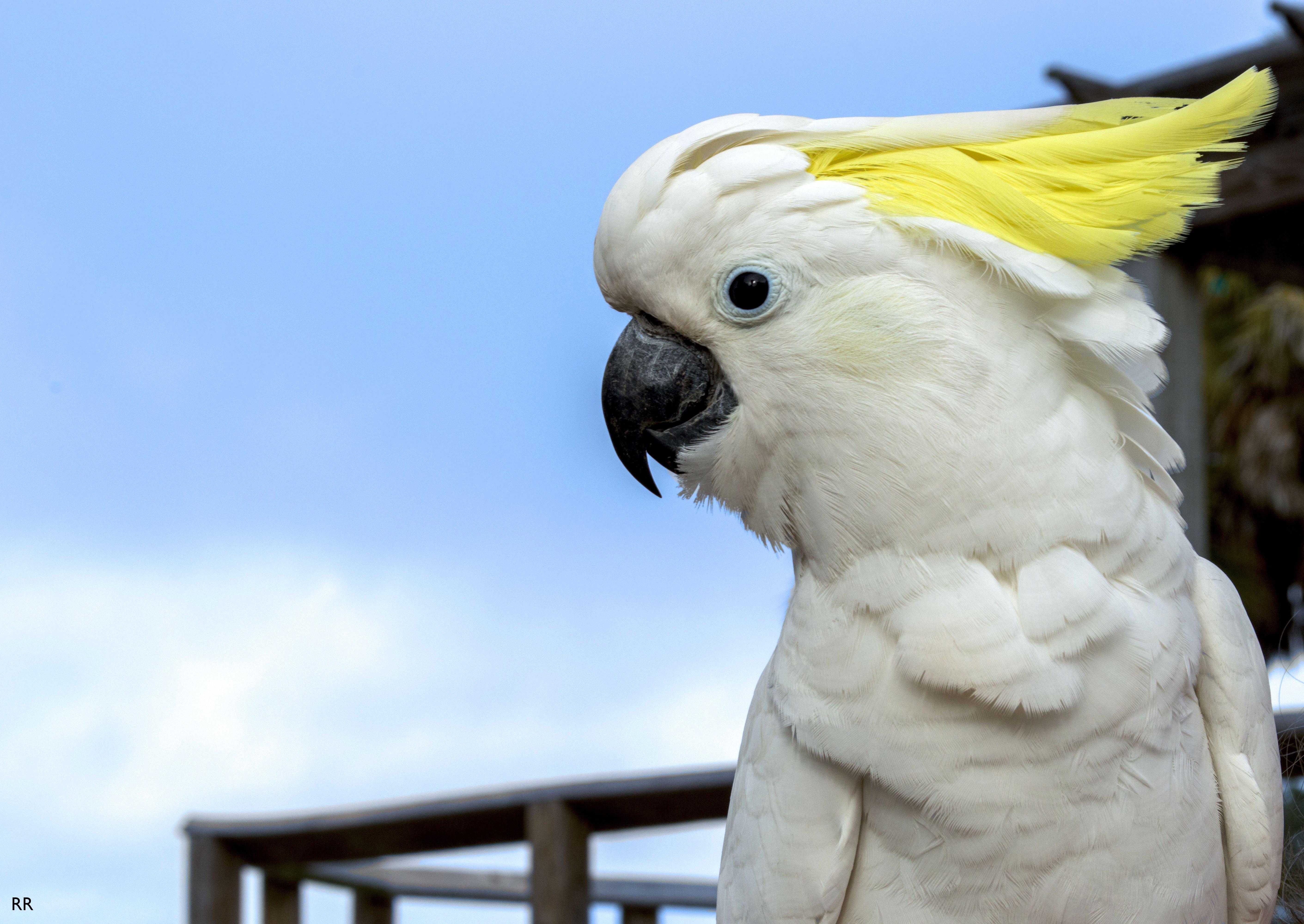 5644x4000 cockatoo, Parrot, Bird, Tropical, 84 Wallpaper HD / Desktop and Mobile Background