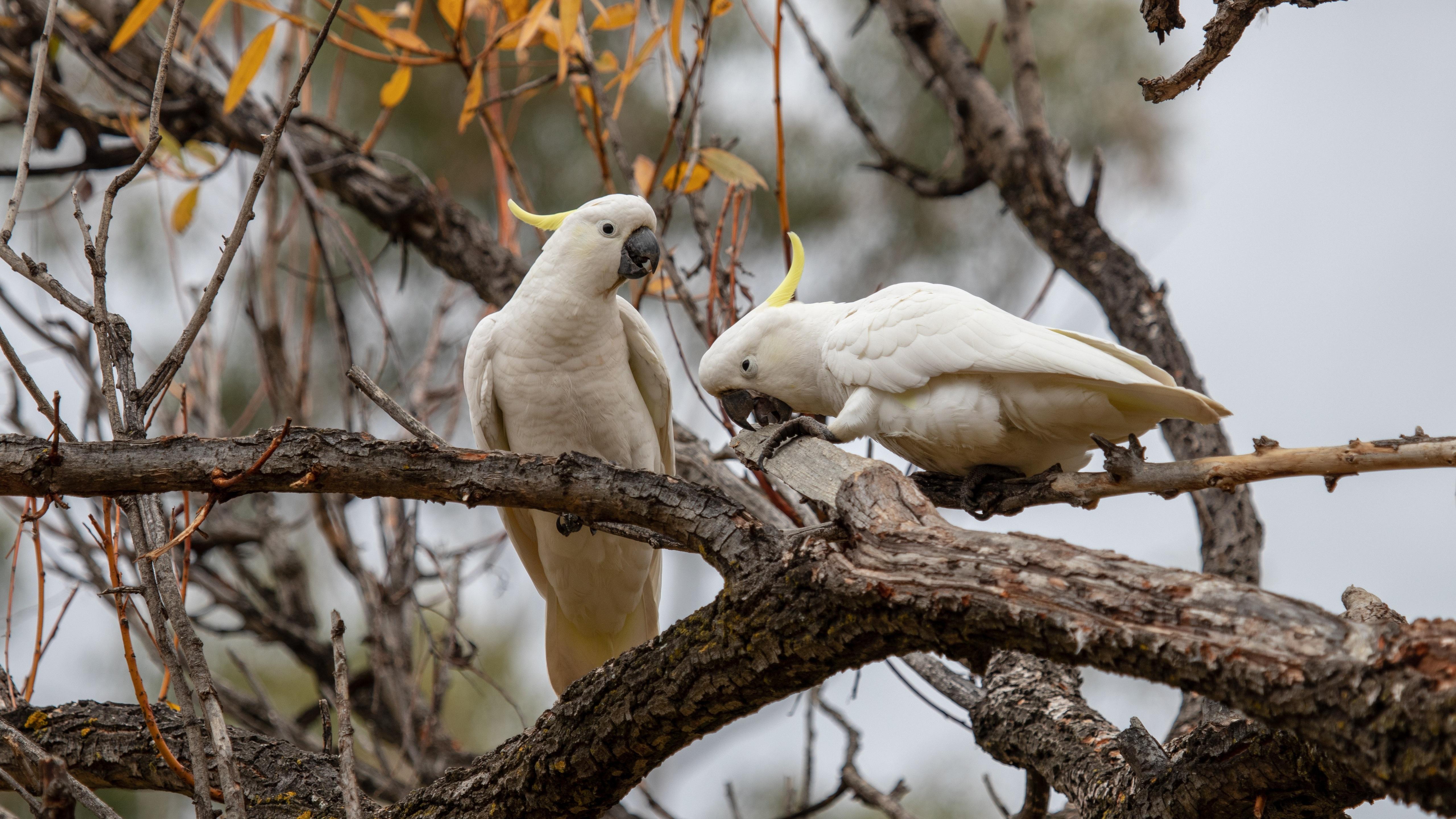 5120x2880 Cockatoo Parrots 5k 5k HD 4k Wallpaper, Image, Background, Photo and Picture