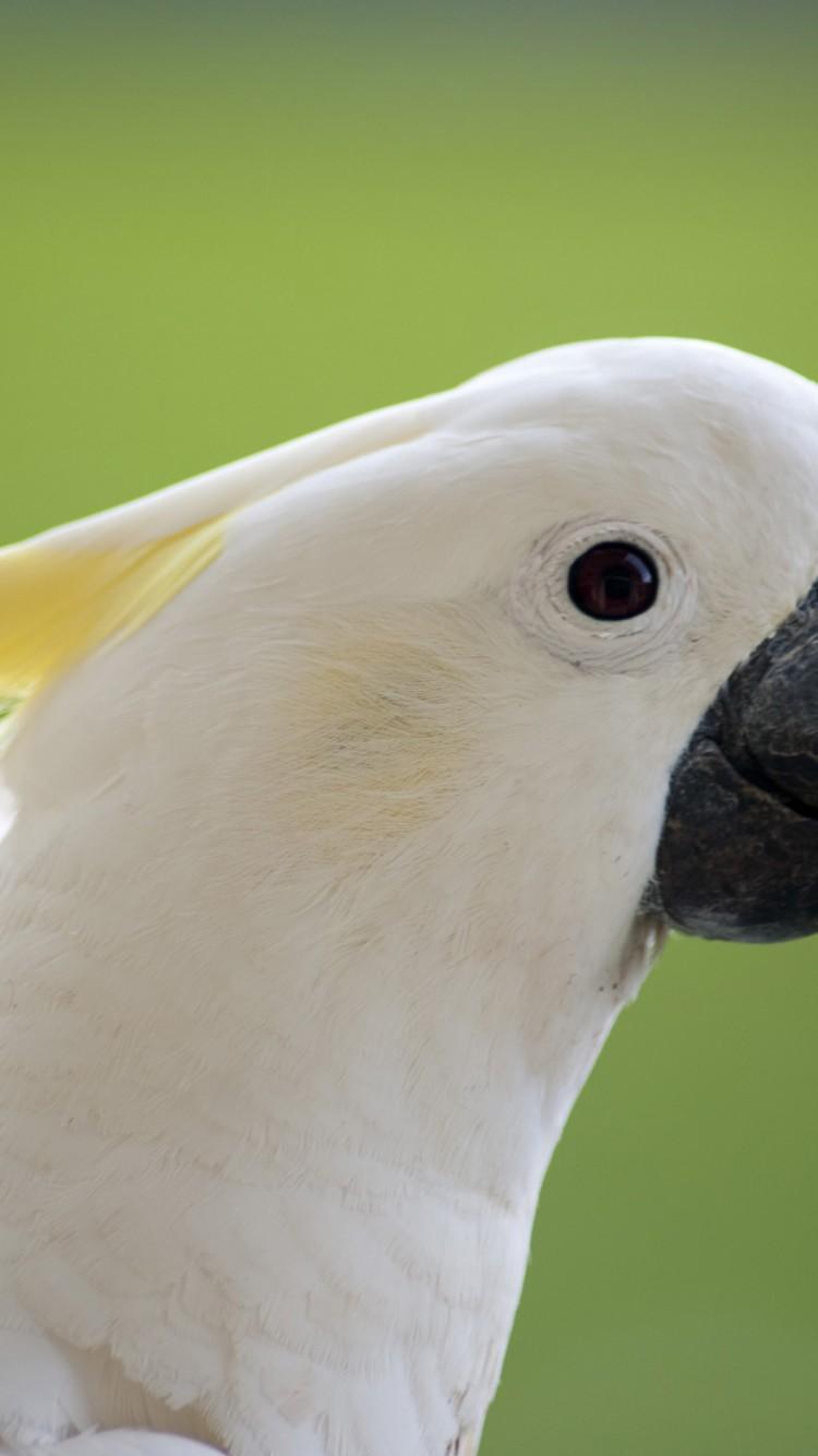 750x1334 Sulphur Crested Cockatoo