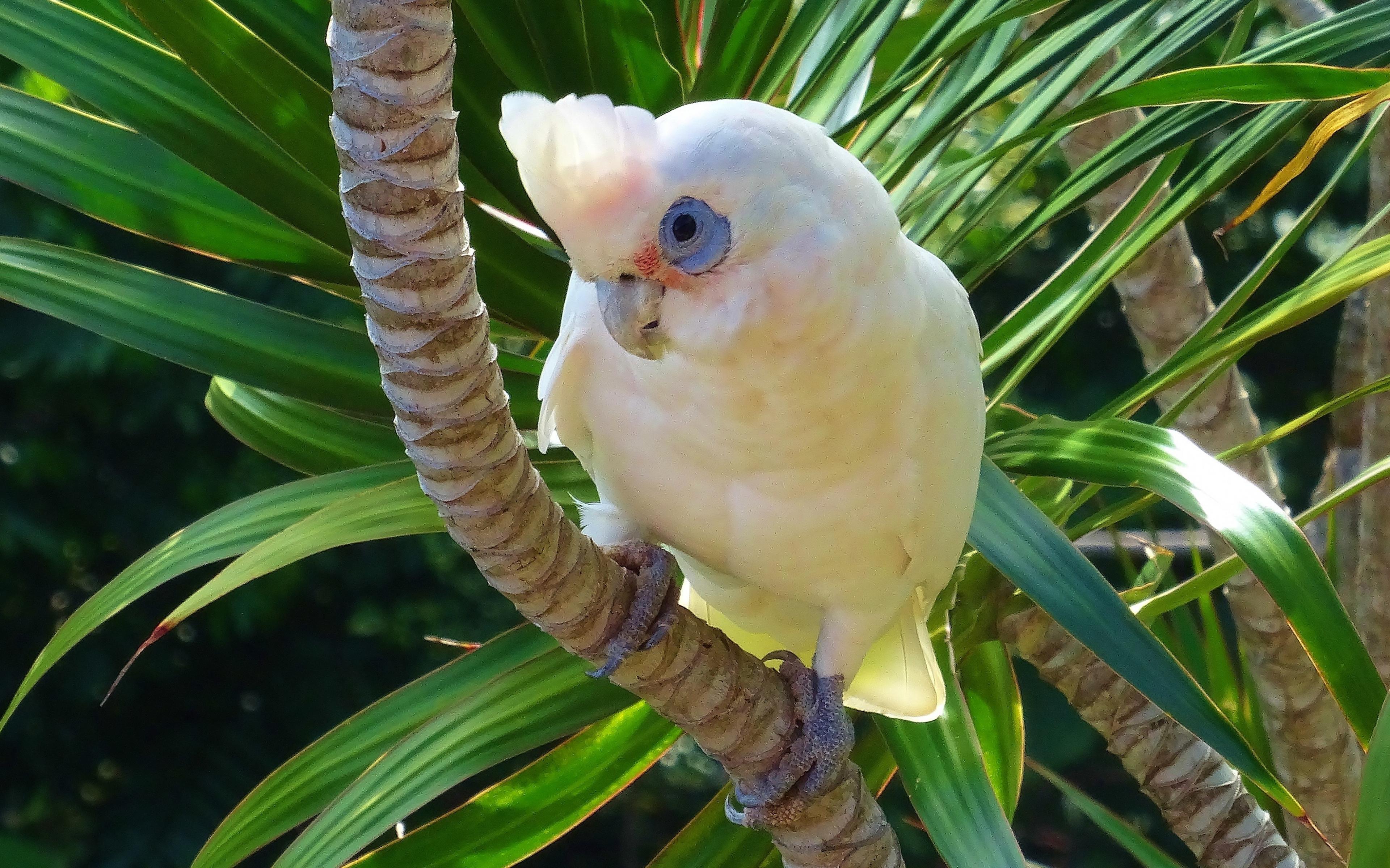 3840x2400 Download 3840x2400 wallpaper white parrot, cockatoo, bird, 4k, ultra HD 16: widescreen, 3840x2400 HD image, background, 3708
