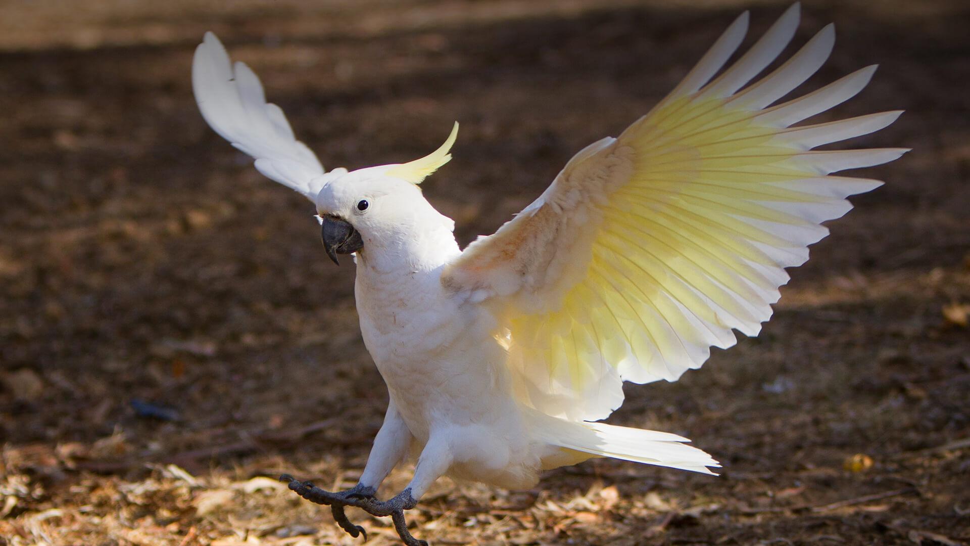 1920x1080 Cockatoo. San Diego Zoo Animals & Plants
